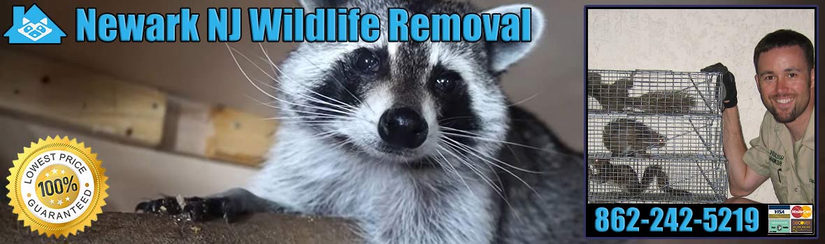 Newark Wildlife and Animal Removal